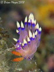 I think this nudibranch with the fancy name of Much-desir... by Brian Mayes 